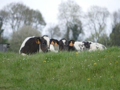 Apartment Wohnung in der Nהhe des Stadtzentrums in Mesch - Environment photo 20
