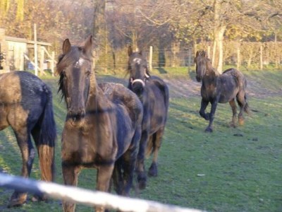 Holiday house Ferienhaus in Mesch-Eijsden - Environment photo 31