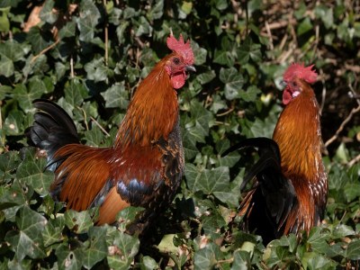 Holiday house Ferienhaus in Mesch-Eijsden - Outdoor photo 34