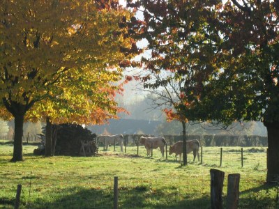 Holiday house Ferienhaus in Epen mit Garten & Grill - Outdoor photo 9