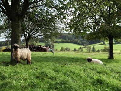 Holiday house Ferienhaus in Epen mit Garten & Grill - Environment photo 34