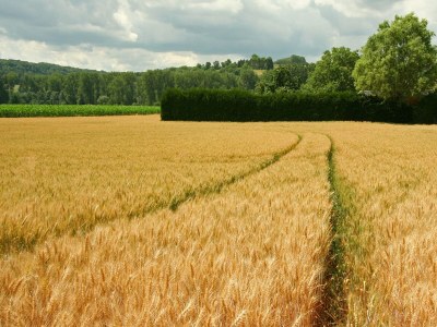 Farmhouse Farmhouse Wijlre near Scenic Lake - Environment photo 26