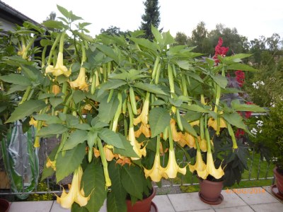 Holiday apartment at the lake of constanz - Outdoor photo 6