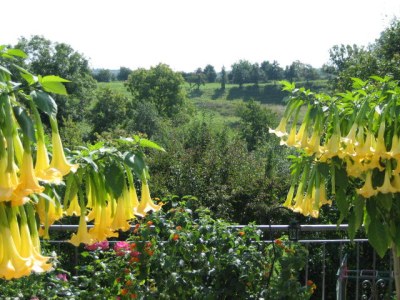 Holiday apartment at the lake of constanz - Environment photo 20