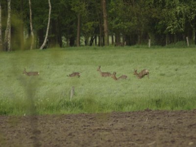 Farmhouse Farmhouse in Geesteren near Golf Course - Environment photo 35