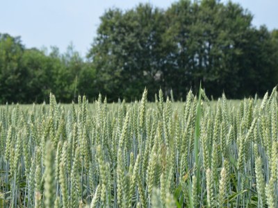 Farmhouse Bauernhaus in Geesteren nahe Wald - Outdoor photo 8