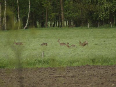 Farmhouse Bauernhaus in Geesteren nahe Wald - Environment photo 29