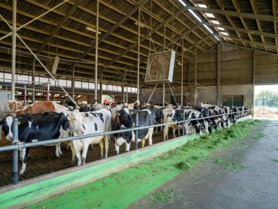 Farmhouse Bauernhaus in Geesteren nahe Wald - Environment photo 31