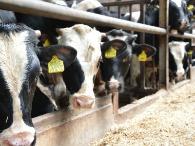 Farmhouse Romantic Farmhouse Escape - Environment photo 19