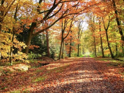 Holiday house Ferienhaus in Holten am IJssel-See - Environment photo 20