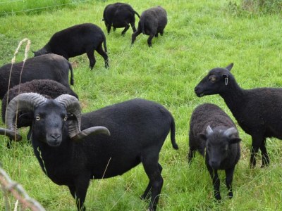 Holiday house Ferienhaus in Holten am IJssel-See - Environment photo 22