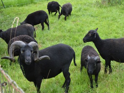 Holiday house Ferienhaus in Holten am IJssel-See - Environment photo 27