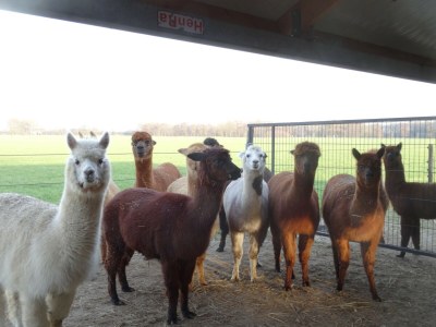 Holiday house Ferienhaus in Holten am IJssel-See - Environment photo 32