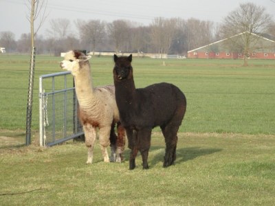 Holiday house Ferienhaus in Holten am IJssel-See - Environment photo 34