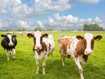 Holiday house Ferienhaus in Holten am IJssel-See - Environment photo 37