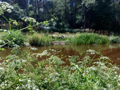 Holiday house Holiday Home in Haaksbergen by Lake - Environment photo 23