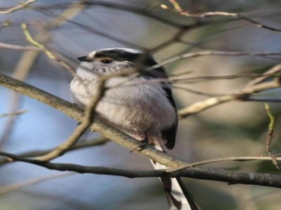 Holiday house Holiday Home in Haaksbergen by Lake - Environment photo 36