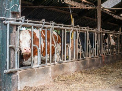 Apartment Villa in Vilamoura with Pool near Beach - Outdoor photo 33