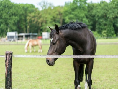 Farmhouse Bauernhaus in Rheeze am Wald für 20 Von Belvilla - Environment photo 34