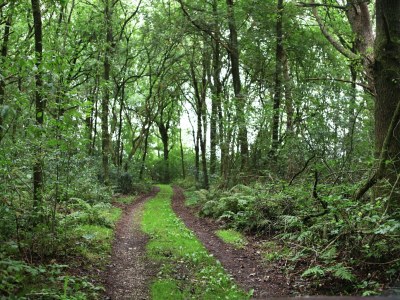 Holiday house Ferienhaus in De Wolden am Wald - Outdoor photo 7