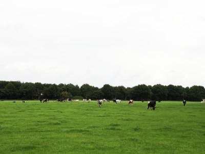 Holiday house Ferienhaus in De Wolden am Wald - Environment photo 36