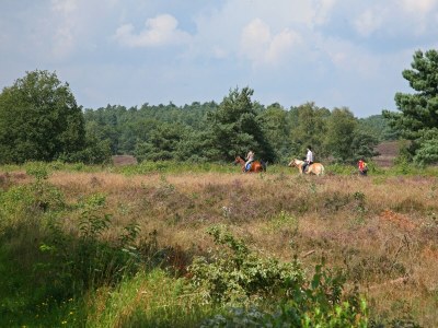 Holiday house Holiday Home in Nunspeet near Forest - Environment photo 28