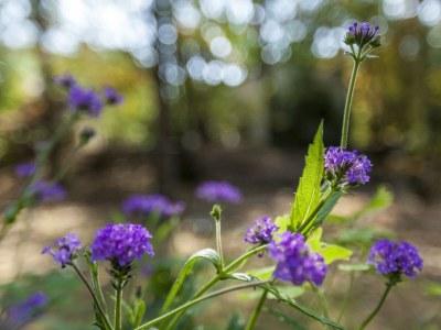 Holiday house Holiday Home in Nunspeet near Forest - Outdoor photo 35
