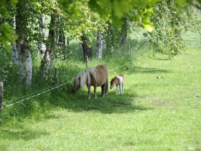 Holiday house Ferienhaus in Heeten am Wald - Environment photo 30