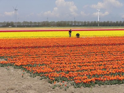 Villa Villa in Biddinghuizen am See für 6 Von Belvilla - Environment photo 27