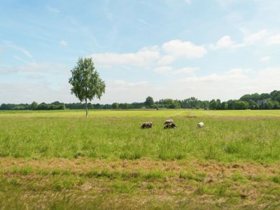 Farmhouse Farmhouse in Waskemeer with Large Garden - Environment photo 27
