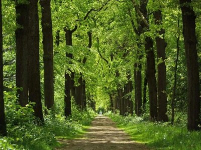 Holiday house Ferienhaus in Balk nahe Friesische Seen - Environment photo 37