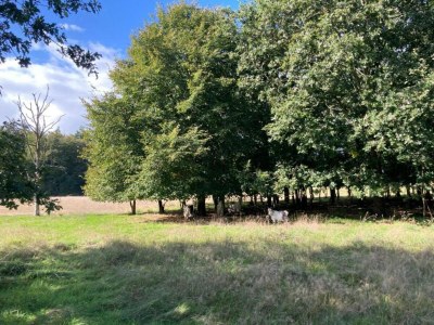 Holiday house Holiday Home in Oudemirdum by Frisian Lakes - Environment photo 31