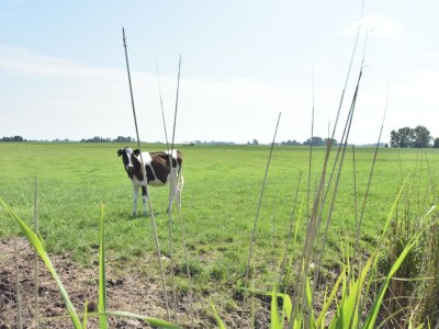 Farmhouse Farm located in a beautiful area of Friesland - Outdoor photo 10