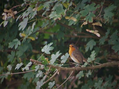 Holiday house Holiday Home Ameland near North Sea Beach - Outdoor photo 40