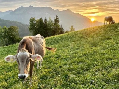 Chalet Chalet in Sibratsgfäll near Ski Slopes - Environment photo 19