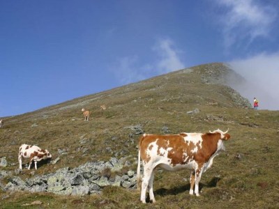 Holiday house Holiday Home in Scheifling near Ski Slopes - Environment photo 35