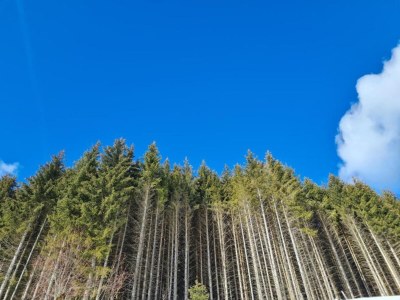 Holiday house Holiday Home in Scheifling near Ski Slopes - Environment photo 40