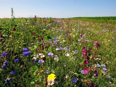 Holiday house Holiday Home near Lutjestrand Beach - Environment photo 28