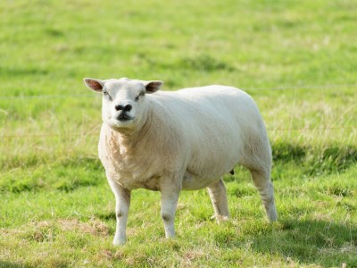 Holiday house Holiday Home near Lutjestrand Beach - Outdoor photo 38