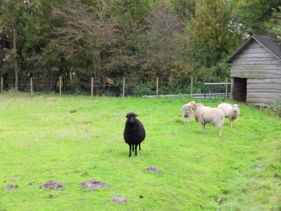 Cottage Luxuriצses Herrenhaus in Callantsoog mit Sauna - Environment photo 31