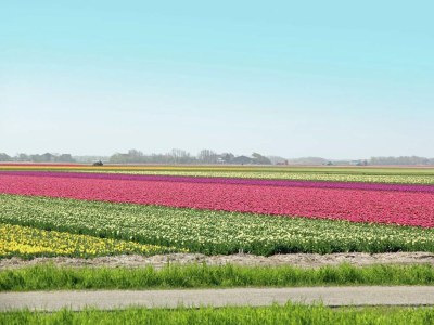 Cottage Luxuriצses Herrenhaus in Callantsoog mit Sauna - Environment photo 32