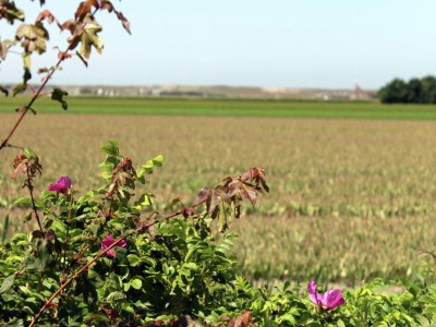Cottage Luxuriצses Herrenhaus in Callantsoog mit Sauna - Environment photo 33