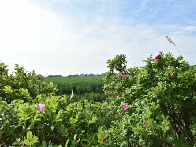Villa Villa in Friesland near Wadden Coast - Outdoor photo 3