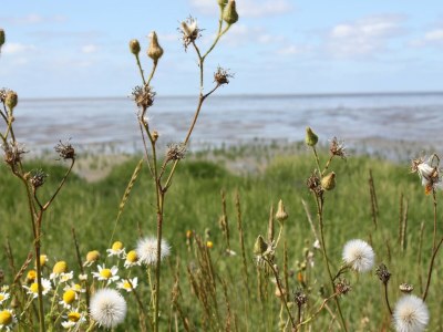 Villa Villa in Friesland near Wadden Coast - Outdoor photo 35