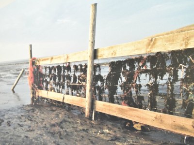 Villa Villa in Friesland near Wadden Coast - Outdoor photo 39