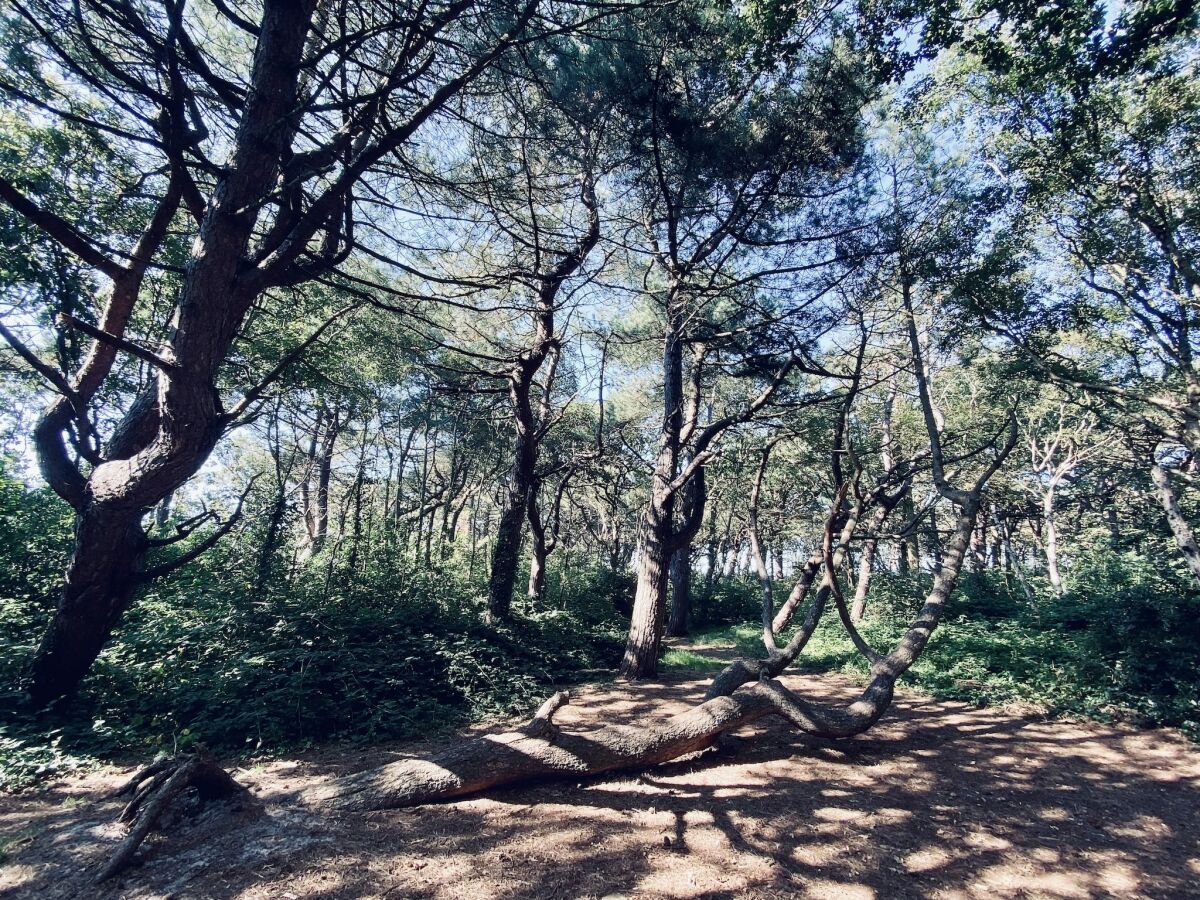 Holiday house Ferienhaus in Callantsoog mit Garten - Outdoor photo 3