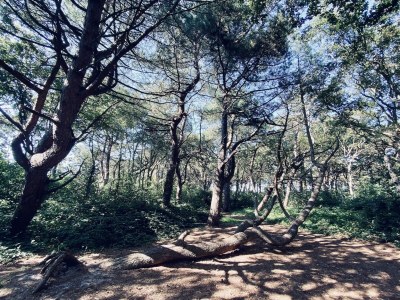 Holiday house Ferienhaus in Callantsoog mit Garten - Outdoor photo 3