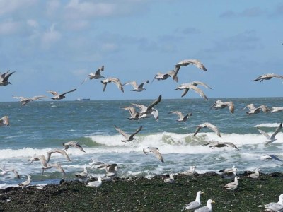 Holiday house Ferienhaus in Callantsoog mit Garten - Environment photo 27
