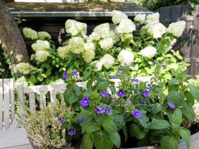 Apartment Wohnung in Bergen nahe Schoorl Dünen - Outdoor photo 39