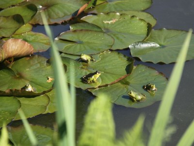 Holiday house Family residence with large garden - Outdoor photo 36